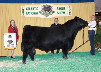 Reserve Junior Champion Bull