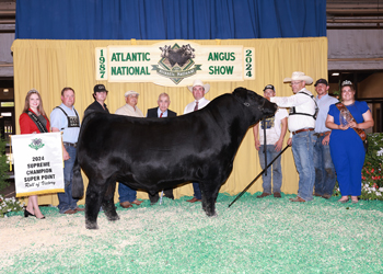 Grand Champion Bull