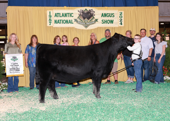 Reserve Senior Heifer Calf Champion