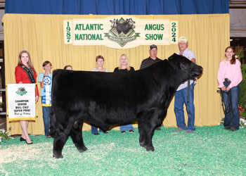 Senior Bull Calf Champion