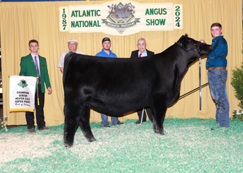 Senior Heifer Calf Champion