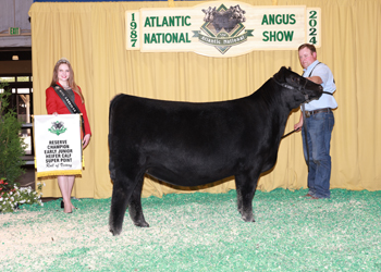 Reserve Early Junior Heifer Calf Champion