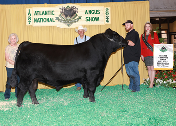 Reserve Senior Bull Calf Champion