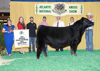 Reserve Grand Champion Bull