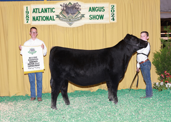 Reserve Summer Heifer Calf Champion