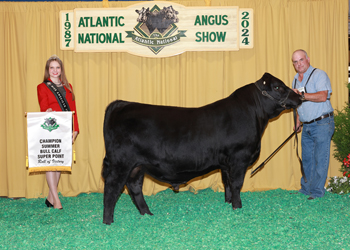 Summer Bull Calf Champion