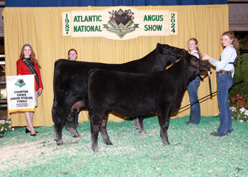 Owned Junior Champion Heifer