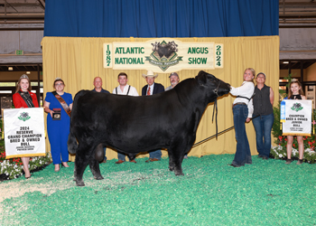 Reserve Grand Champion Bred-and-owned Bull