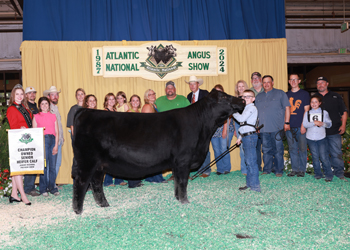 Owned Senior Heifer Calf Champion