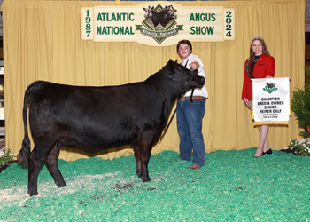 Bred-and-owned Senior Heifer Calf Champion