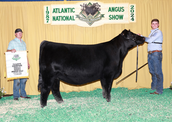 Owned Reserve Senior Heifer Calf Champion