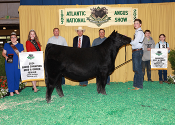 Grand Champion Bred-and-owned Female