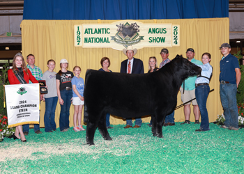 Grand Champion Steer