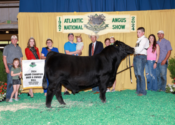 Grand Champion Bred-and-owned Bull