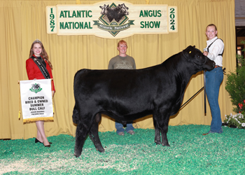 Summer Bull Calf Champion