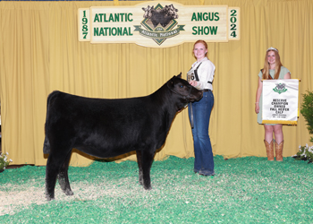 Owned Reserve Fall Heifer Calf Champion