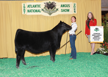 Bred-and-owned Summer Heifer Calf Champion