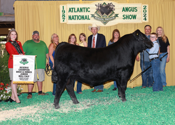 Bred-and-owned Reserve Junior Bull Calf Champion