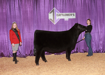 Intermediate Champion Heifer