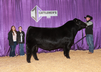 Reserve Intermediate Champion Bull