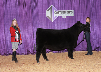 Reserve Senior Heifer Calf Champion - Div 1