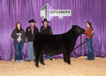 Summer Bull Calf Champion