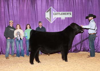 Junior Bull Calf Champion