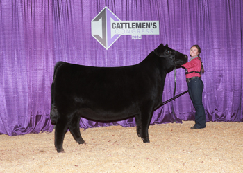 Owned Reserve Junior Champion Heifer--division 1