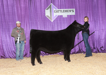 Owned Reserve Senior Heifer Calf - Div 1