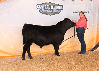 Intermediate Champion Bull