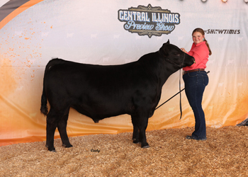 Reserve Junior Champion Bull