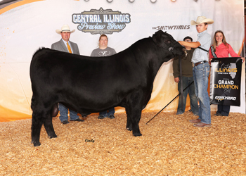 Reserve Grand Champion Bull