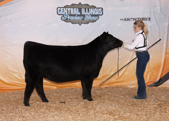 Reserve Intermediate Champion Heifer