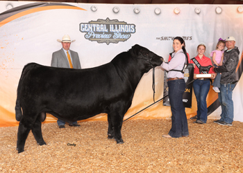 Grand Champion Bull