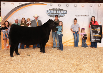 Grand Champion Steer