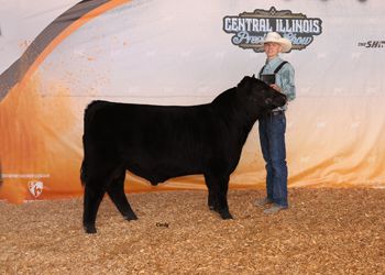 Senior Bull Calf Champion