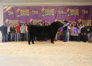 Grand Champion Bull