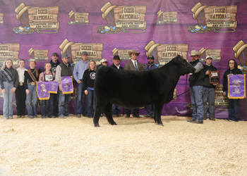 Grand Champion Female