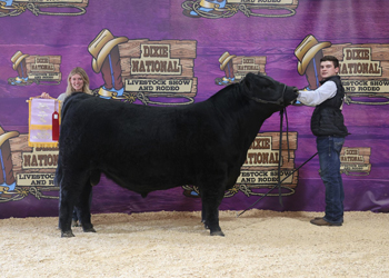 Reserve Senior Bull Calf Champion