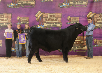 Senior Bull Calf Champion