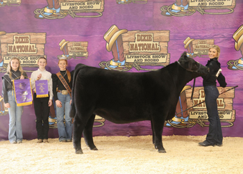 Senior Heifer Calf Champion