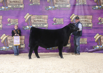 Reserve Early Junior Heifer Calf Champion