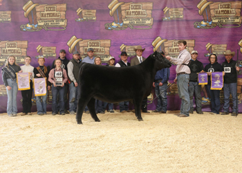 Reserve Grand Champion Female