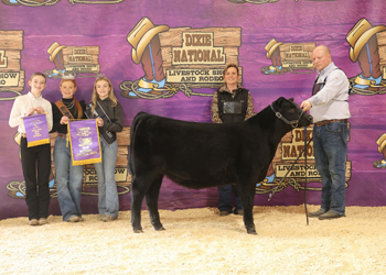 Fall Junior Heifer Calf Champion