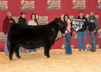 Champion Mississippi Bred Female