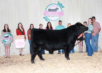 Grand Champion Bred-and-owned Bull