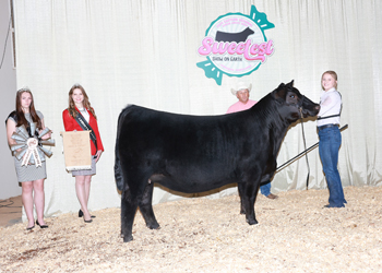 Bred-and-owned Reserve Senior Champion Female