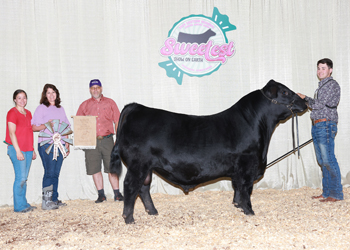 Bred-and-owned Reserve Junior Champion Bull