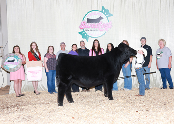 Reserve Grand Champion Steer