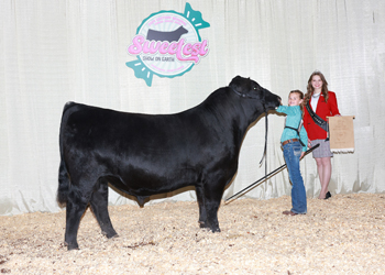 Bred-and-owned Junior Champion Bull